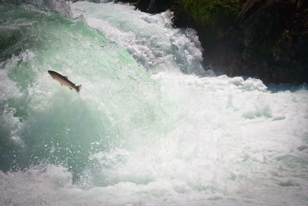 Steelhead jumping a fall