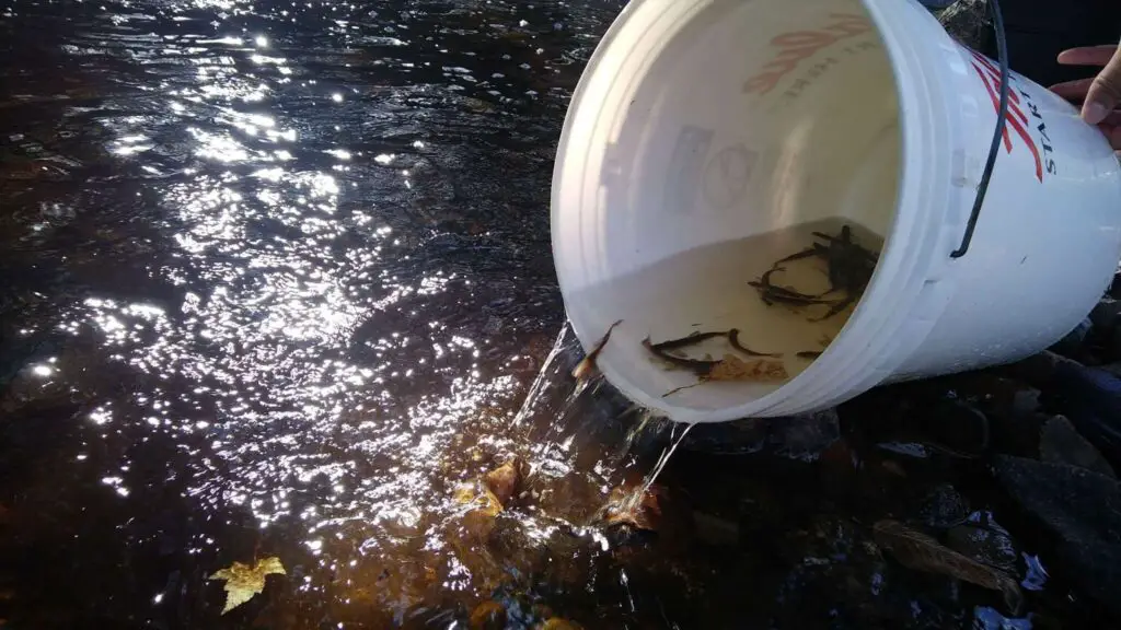 Small salmon being to the Chase Mill Stream