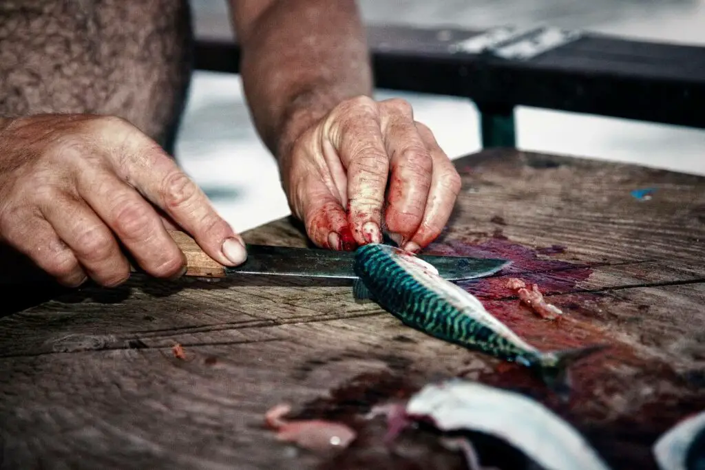 Filleting a Mackerel with a Fish Fillet Knife