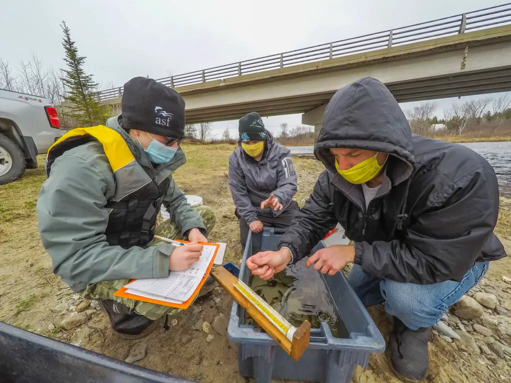 sampling smolt enumeration NW Miramichi evan carr asf kelsey mcgee jesse msa May 2020