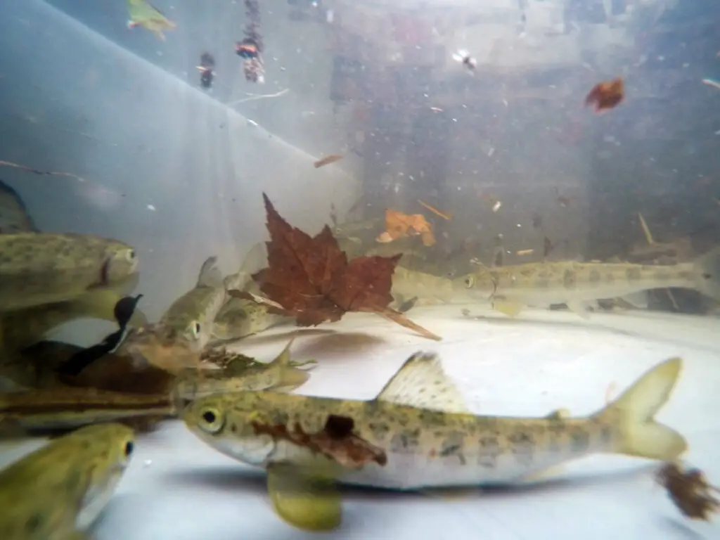 Smolts in Water Bucket