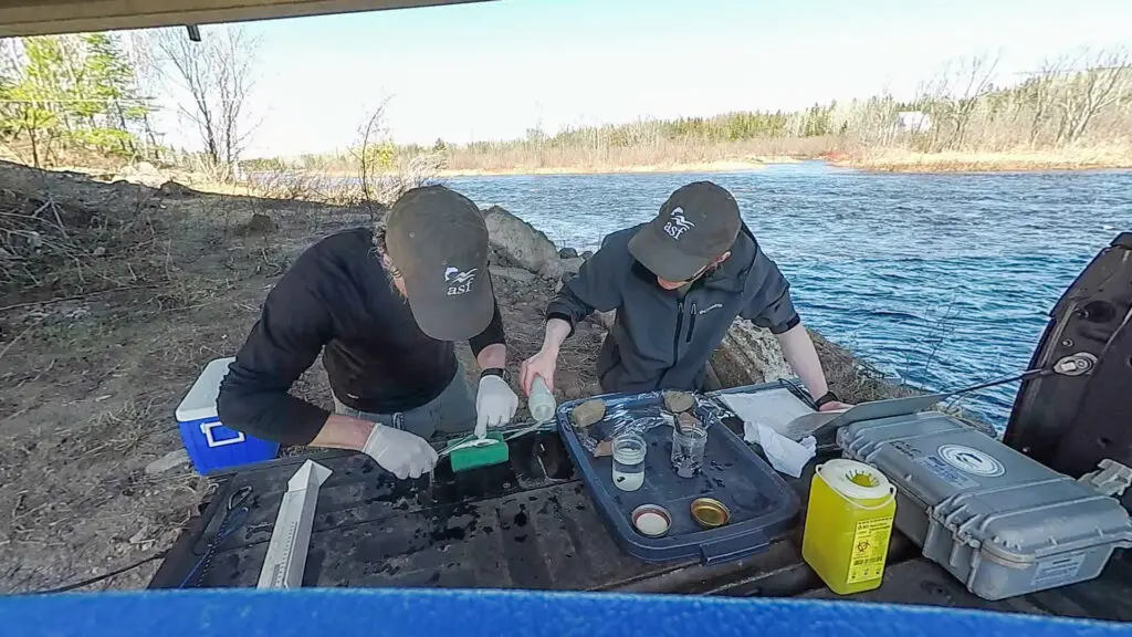 sonic tagging smolt NW Miramichi jon and evan carr May 2020