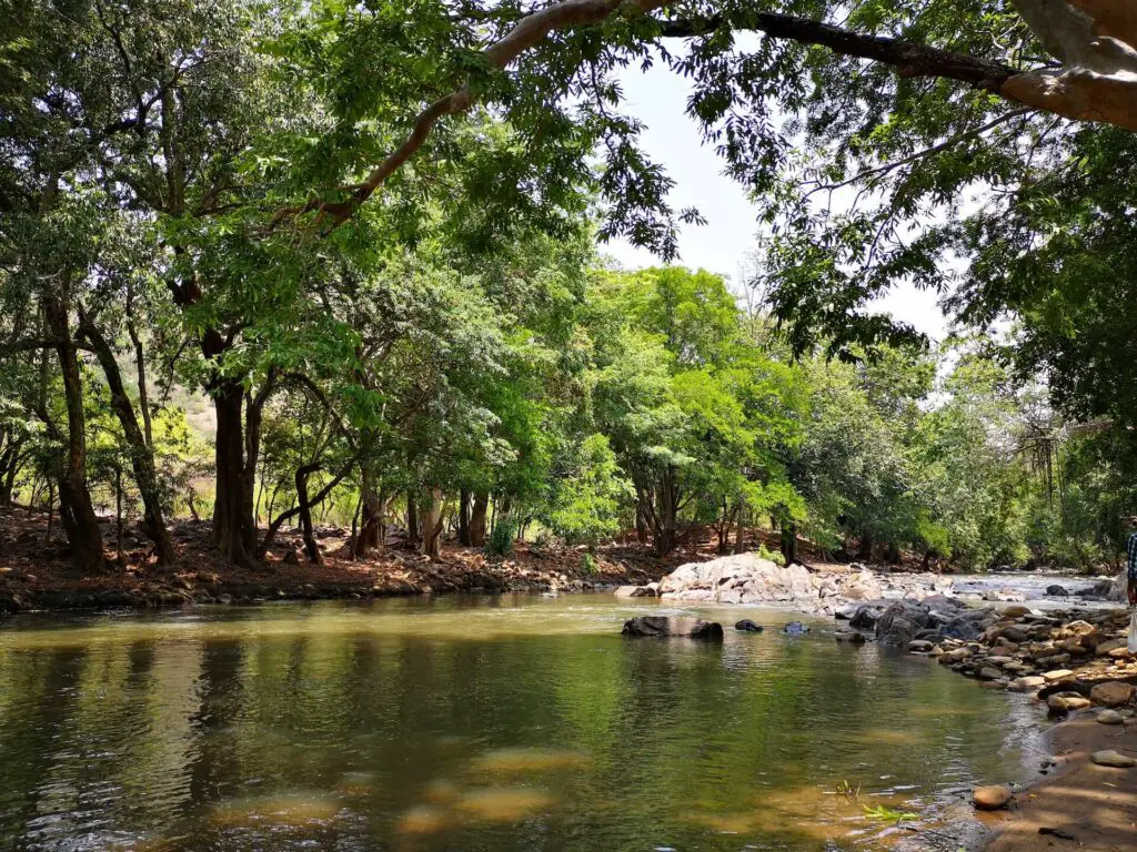 Indian river - mahseer