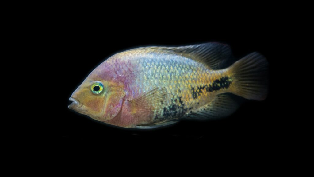 Vieja Cichlid