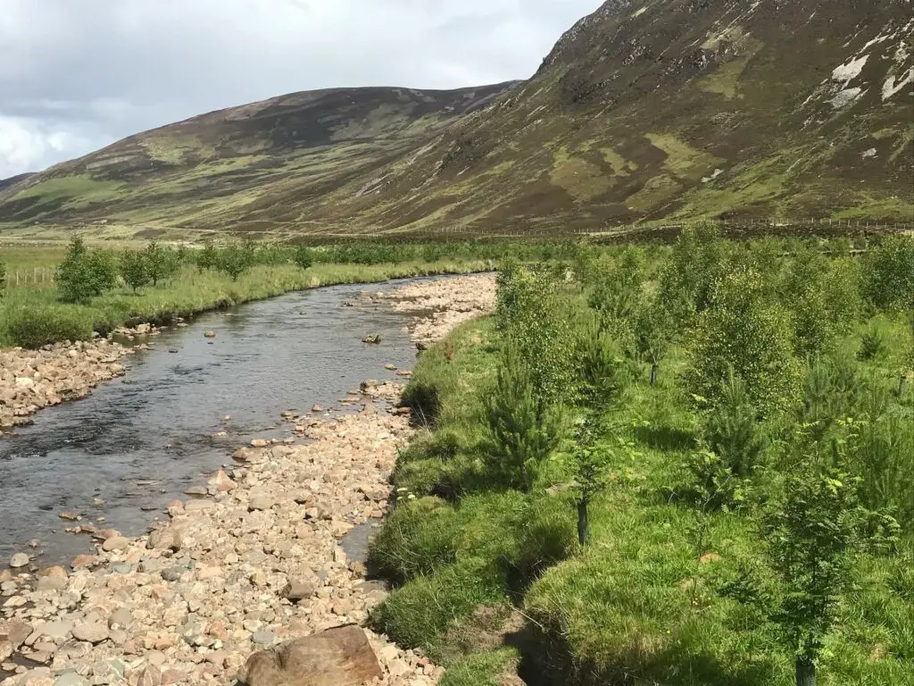 Newly planted trees on small stream