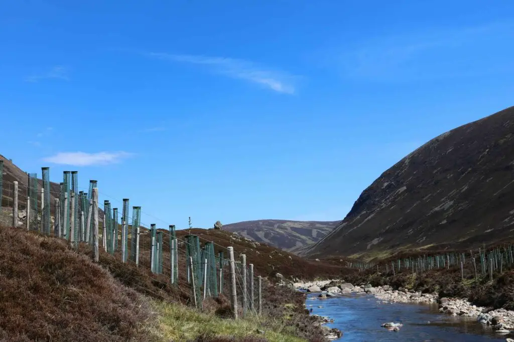 Native tree planting on Scottish highland river