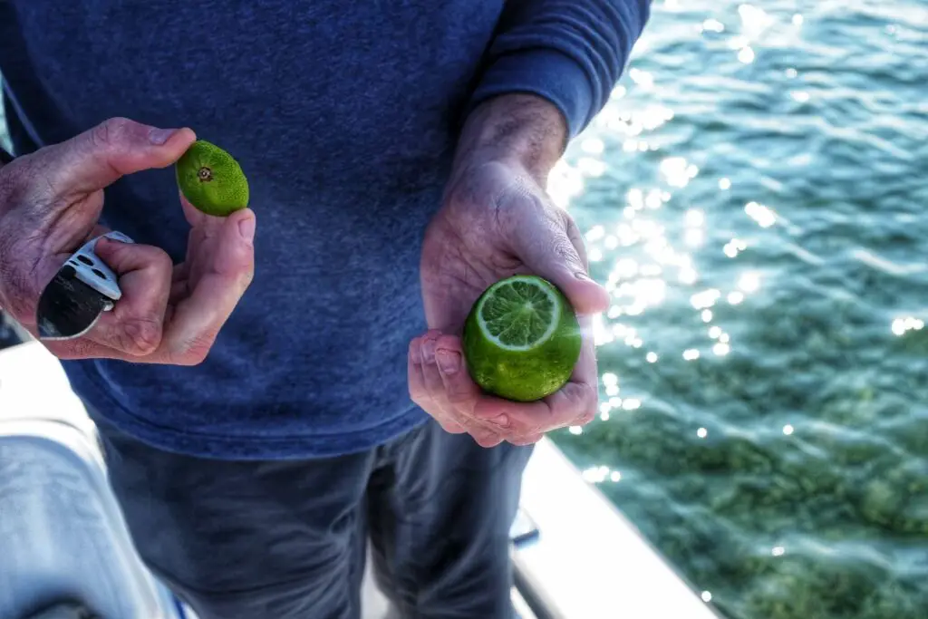 Freshly cut in lime on a skiff