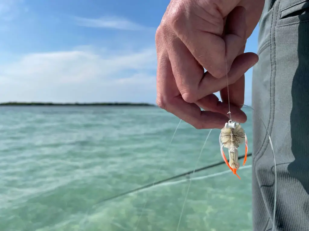 A small crab on a salt water fly rod setup - Photo: Casey Holley