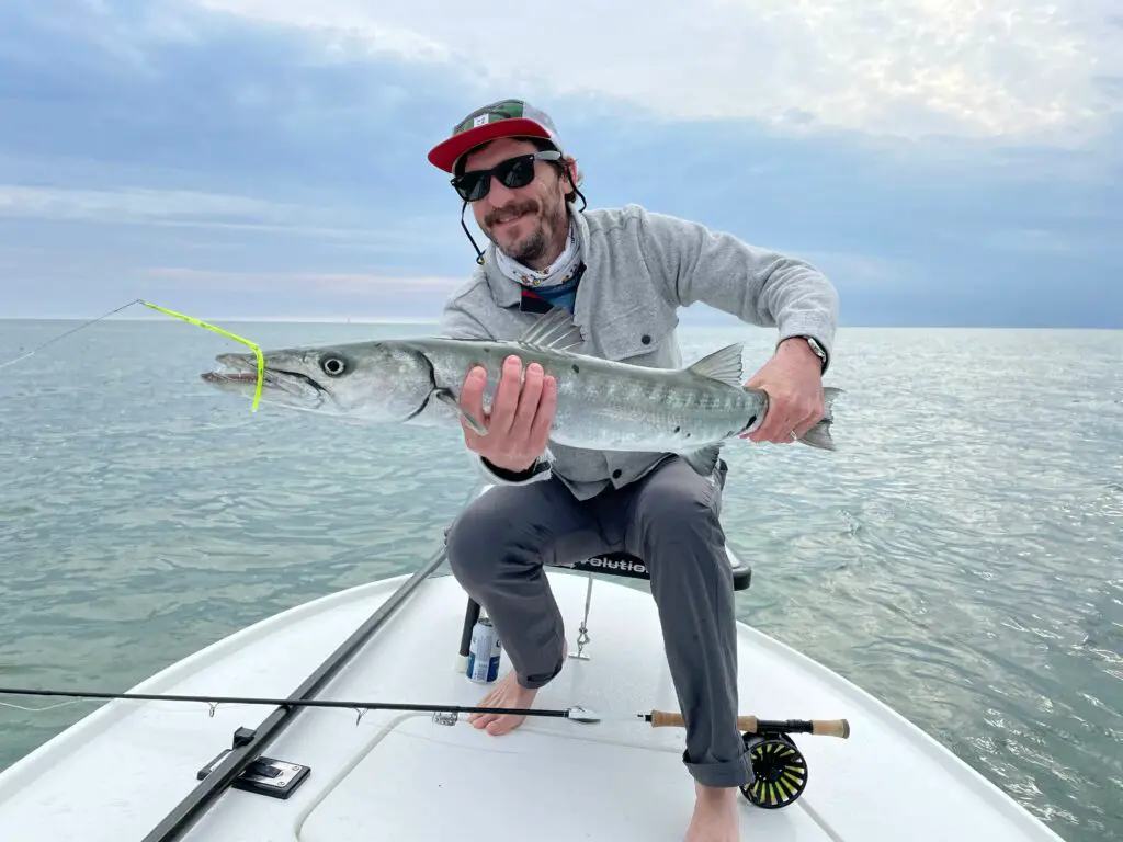 Barracuda caught on the fly