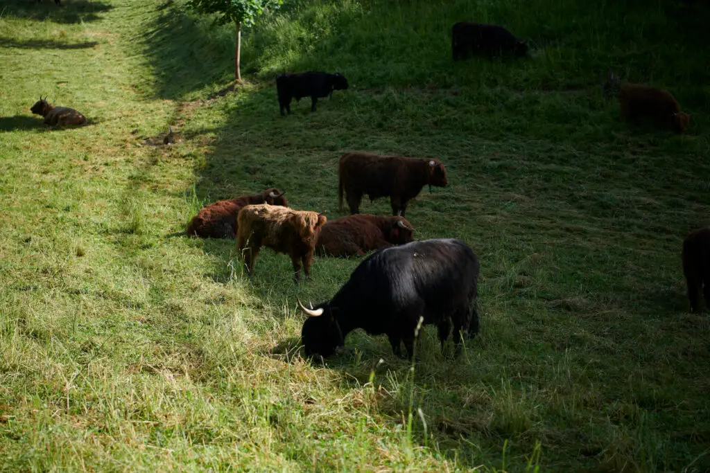 Cattle feeding in the Bregenzerwald