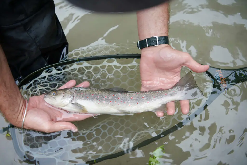 Brown trout in net