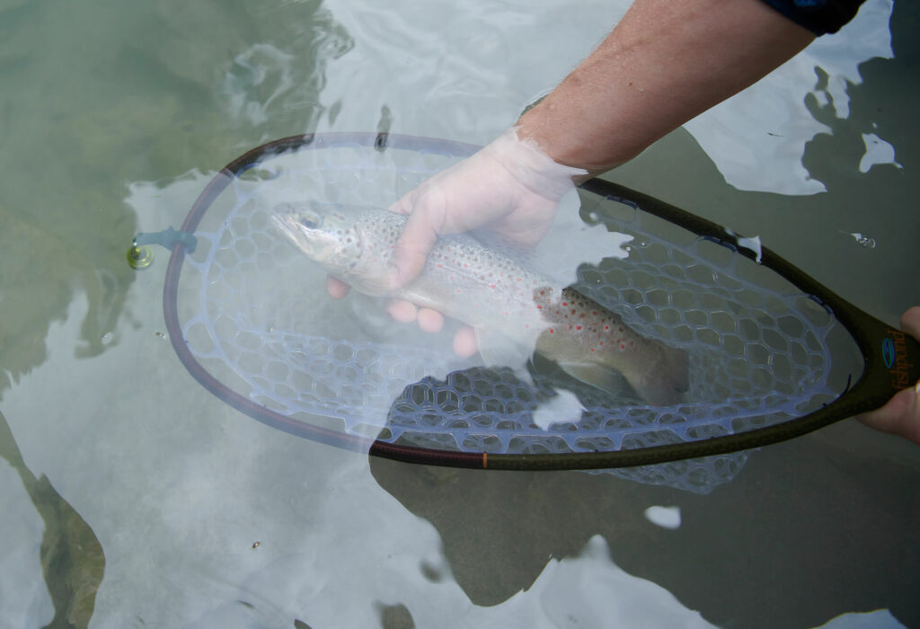Brown trout in a fly fishing net