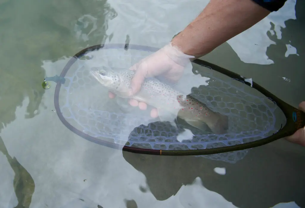 Brown trout in a fly fishing net