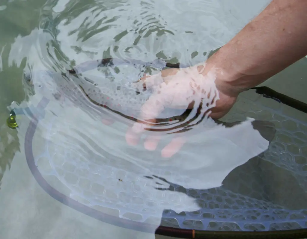 Release of a wild brown trout from the Lechbach, Lech, Austria