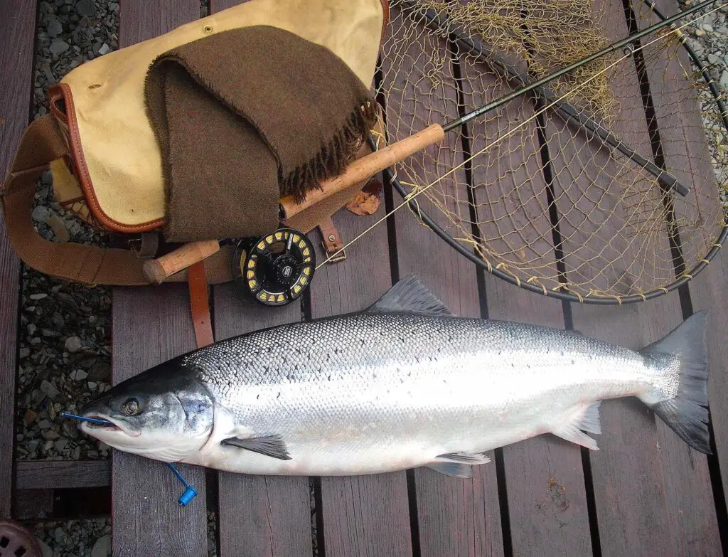 Fresh spring salmon caught at Delphi Lodge, Ireland
