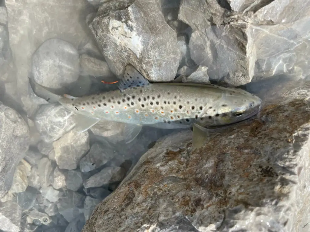 Eine wilde Bachforelle am Lech, Österreich