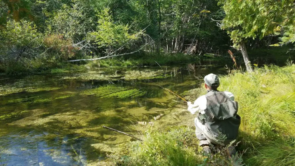 Casting for the impossible trout in the Nick Adam's Preserve