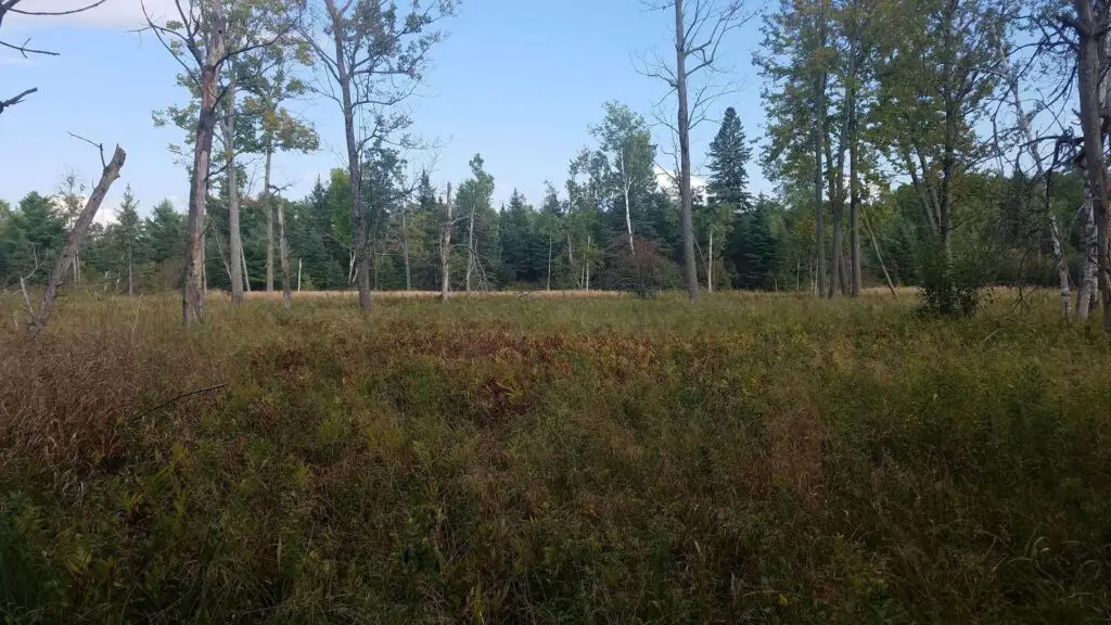 Woods and Meadow near Black River in Ernest Hemingway Fishing Country