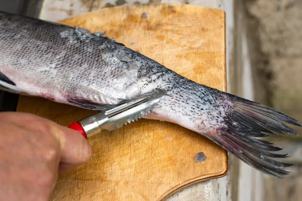 Scaling a fish with a fish scaler