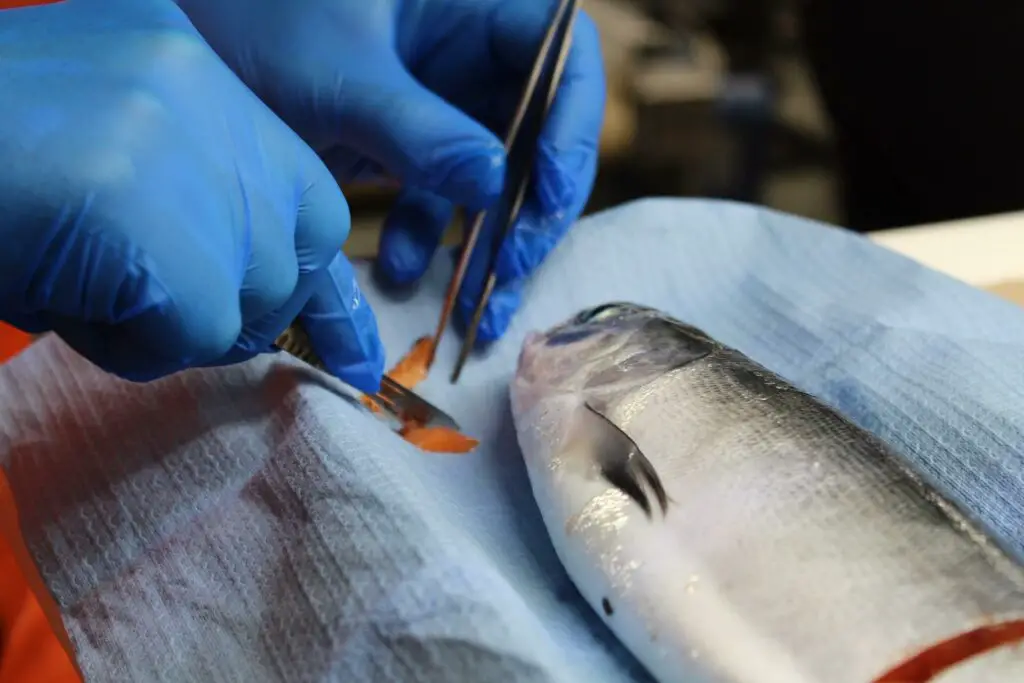 Collecting genetic samples of salmon tissues for further laboratory studies during the 2020 Gulf of Alaska Expedition. Photo credit:Svetlana Esenkulova, Pacific Salmon Foundation