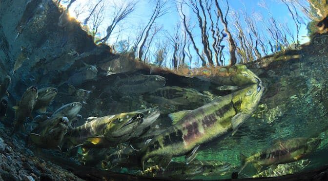Conservation Spotlight: International Year of the Salmon