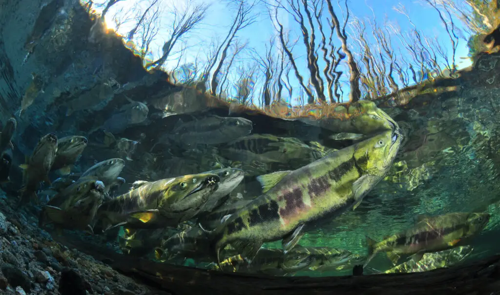 Narcissus—Dr. Paul Vecsei, winner of the 2020 International Year of the Salmon Photo Challenge