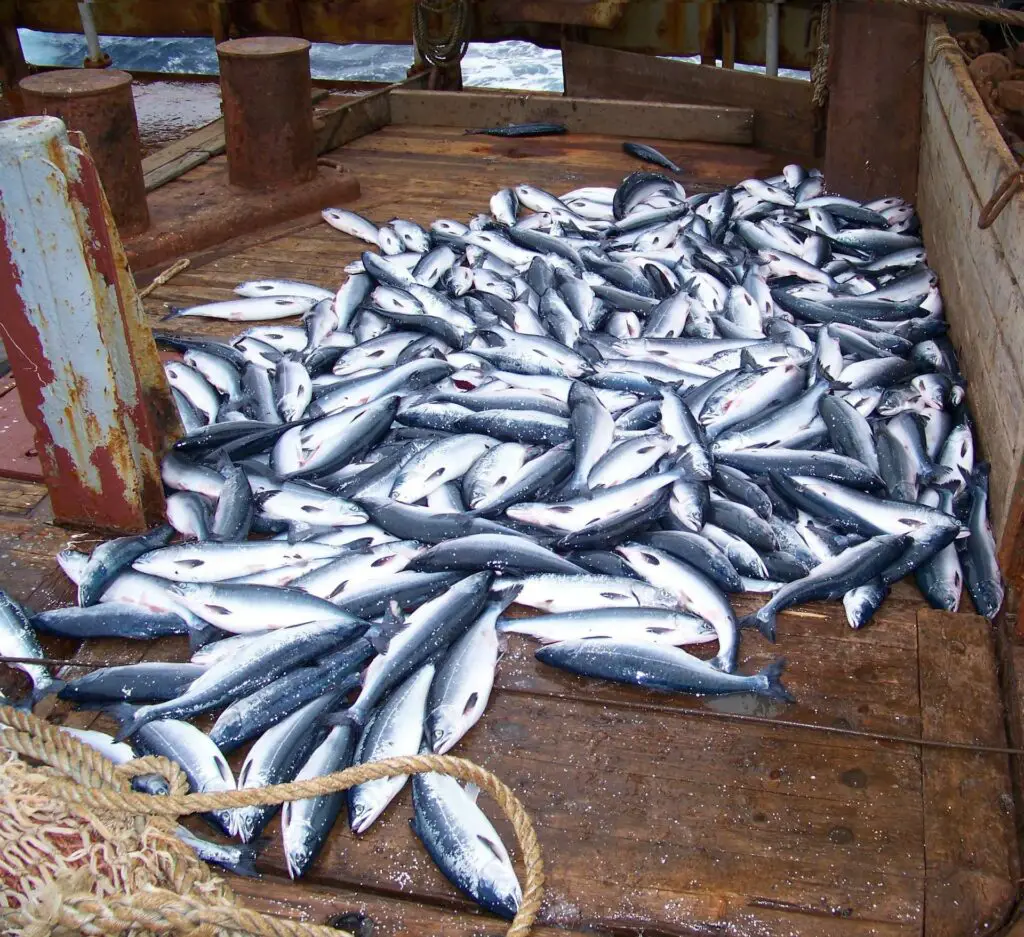 Trawl catch of pink salmon in the northwestern Pacific Ocean aboard R/V Professor Kaganovskiy in June 2009. Photo credit: NPAFC Secretariat