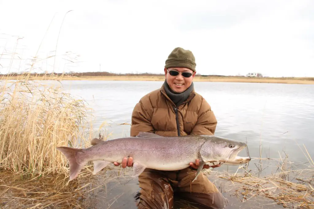 A Sakhalin Taimen in the hands of a fly fisherman