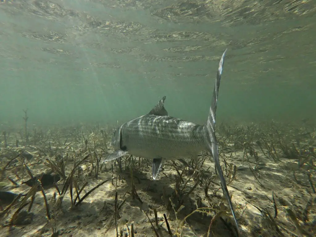 A bonefish over grassy bottom