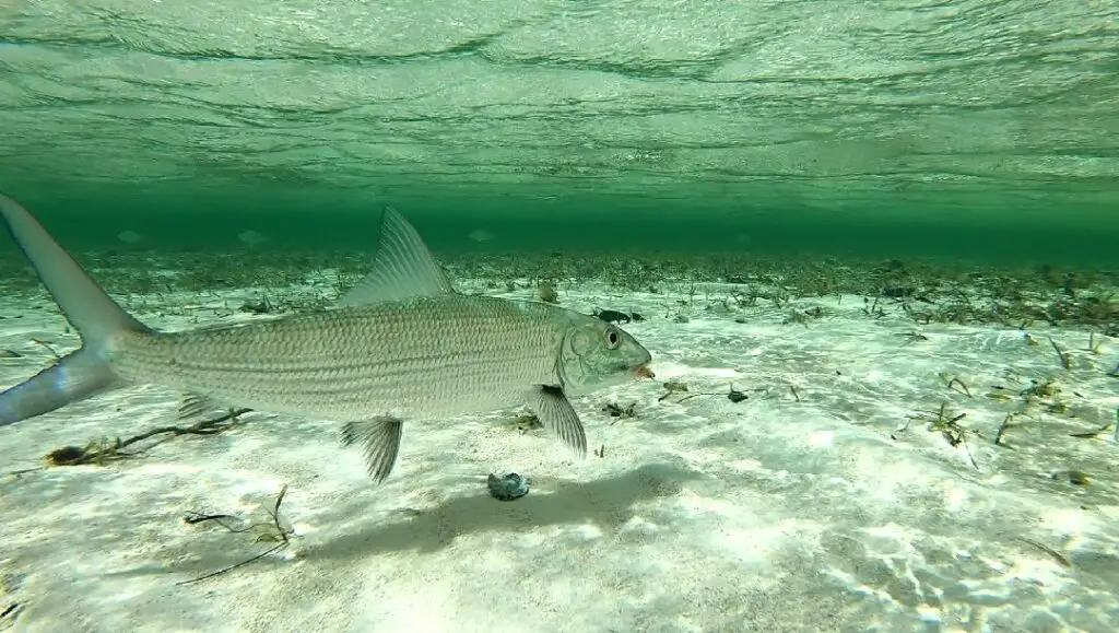 A bonefish in the Bahamas