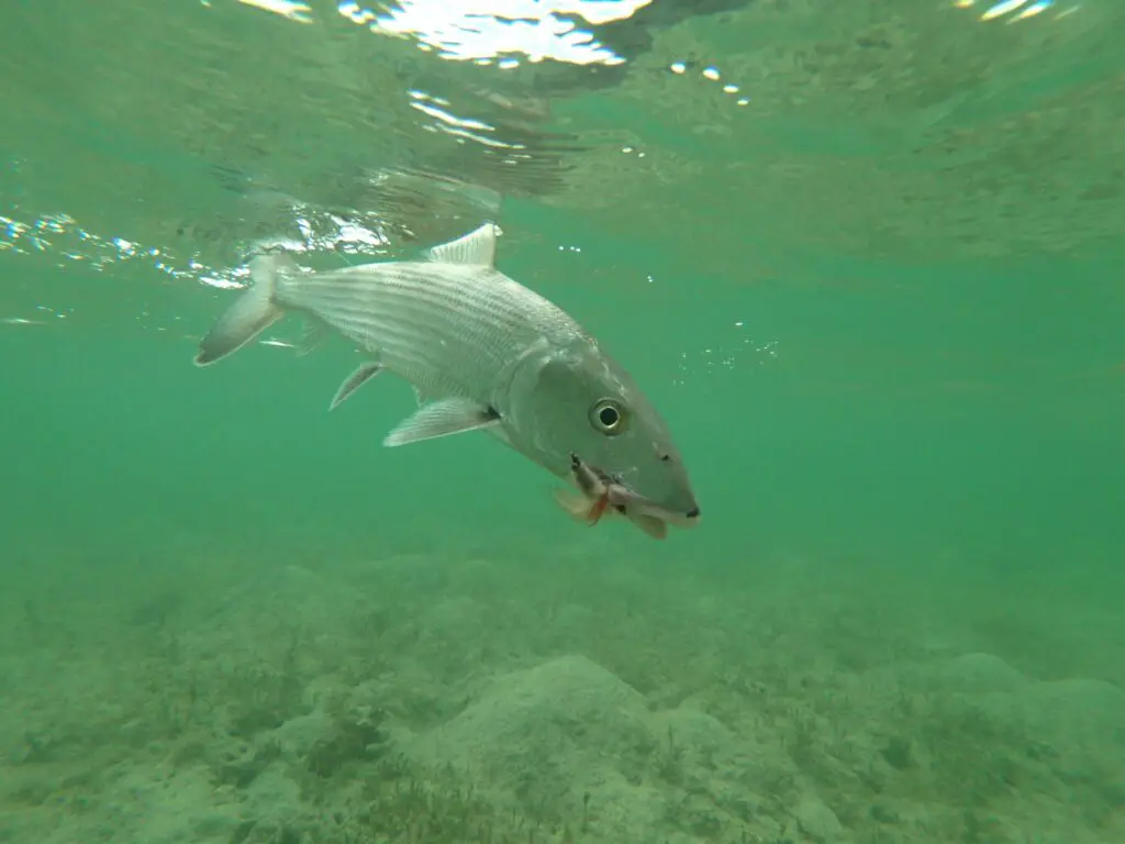 A bonefish caught on a fly rod
