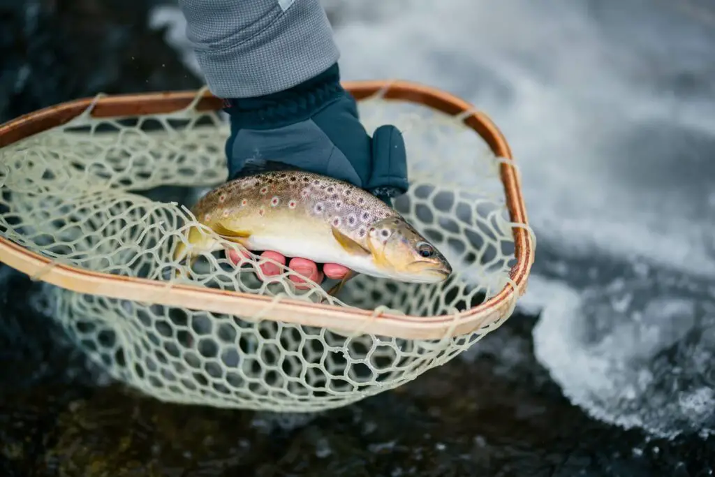 Fly fisherman wearing fishing gloves with fish in hand