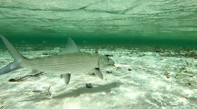 Fly Fishing Berry Islands for a Grand Slam Shot