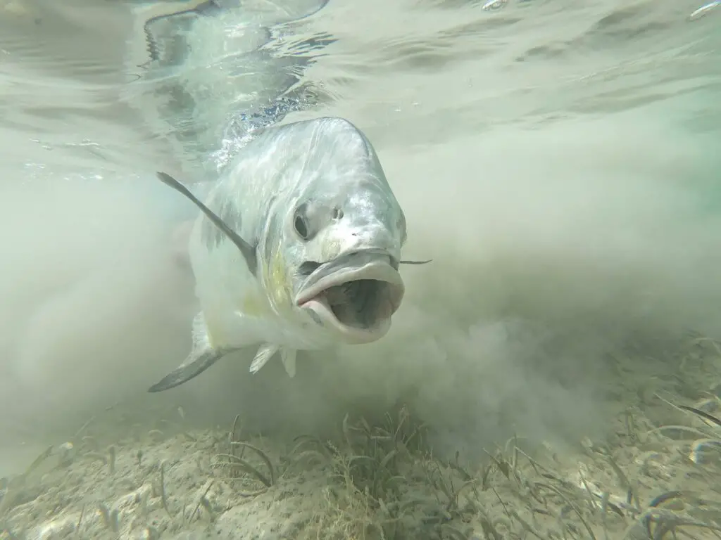 Release of a big permit - Fly Fishing Berry Islands 2021