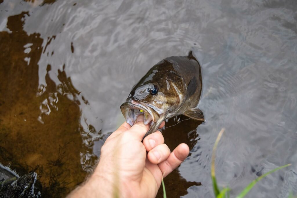 Bass caught with a Rod