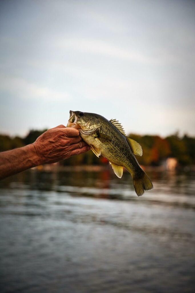 Bass in Hand