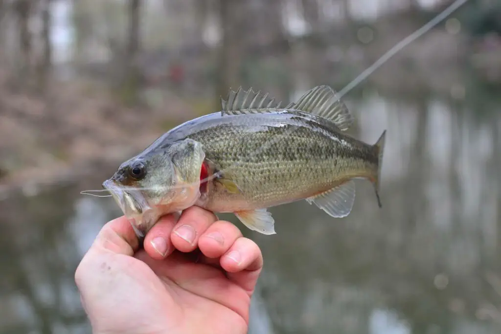 Bass in Hand of Fly Fisherman