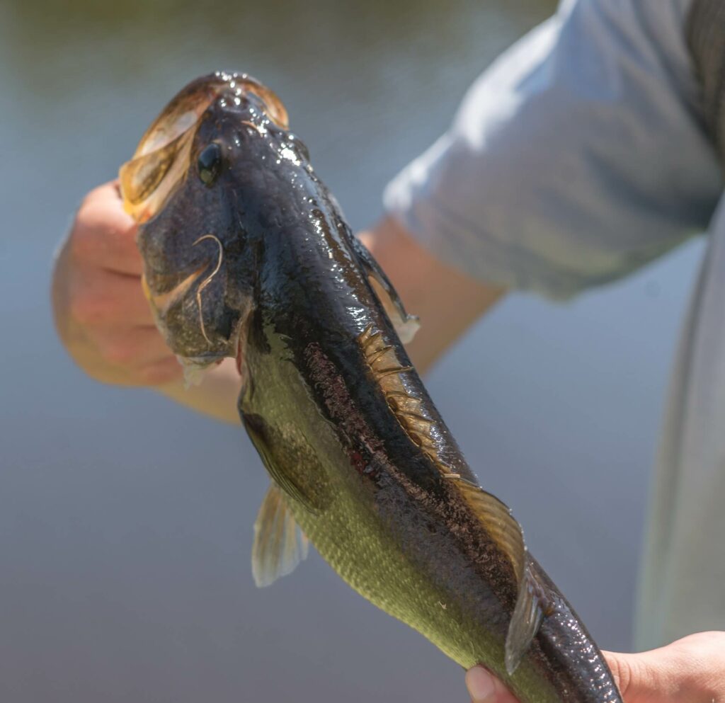 Bass in Hands