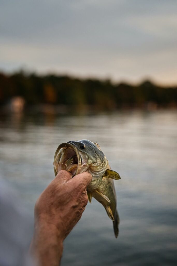 Fisherman holding a Bass