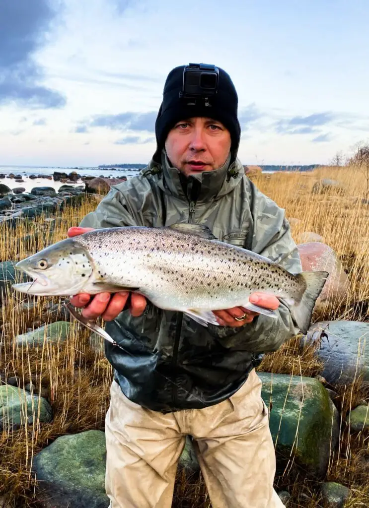 A seatrout caught in the Baltic Sea