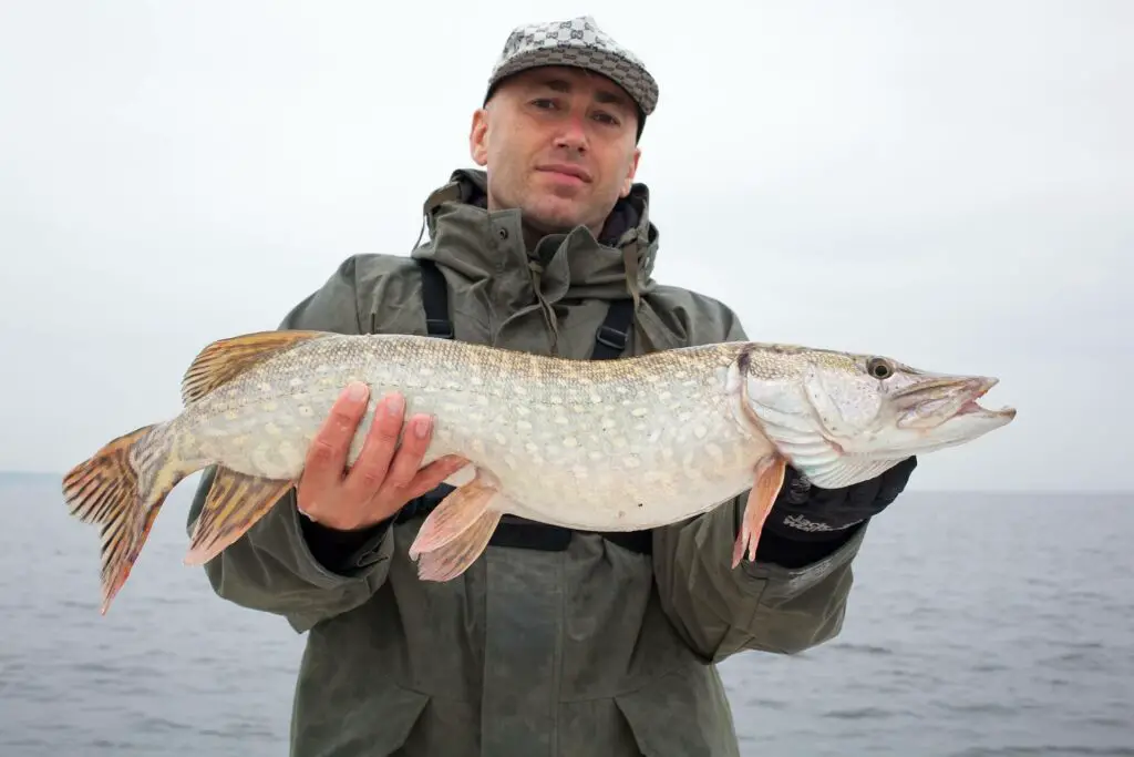 Fisherman holding a pike