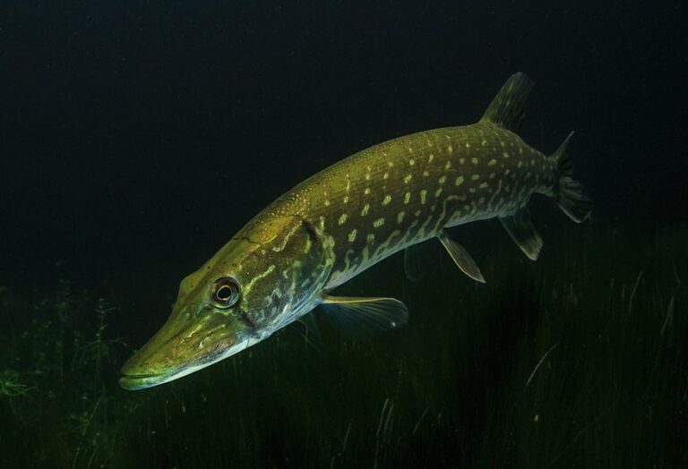 Best Pike Fly Rods Top Choices of 2024 The Wading List