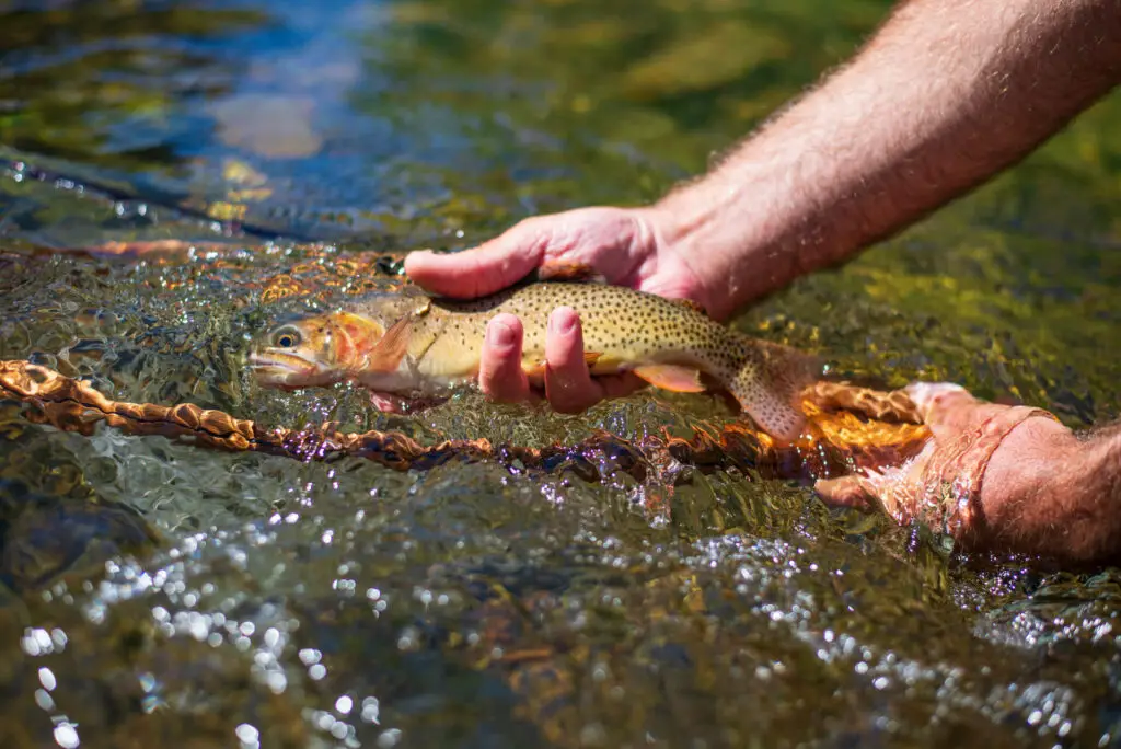 A small cutthrout trout caught fly fishing Montana