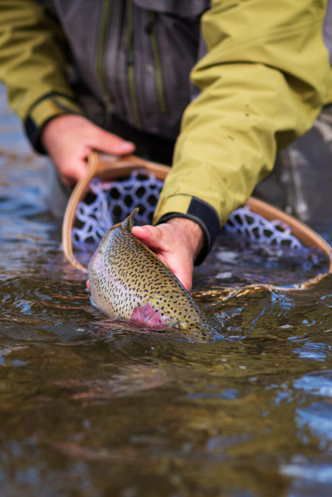 Montana fly fishing - release of a big trout