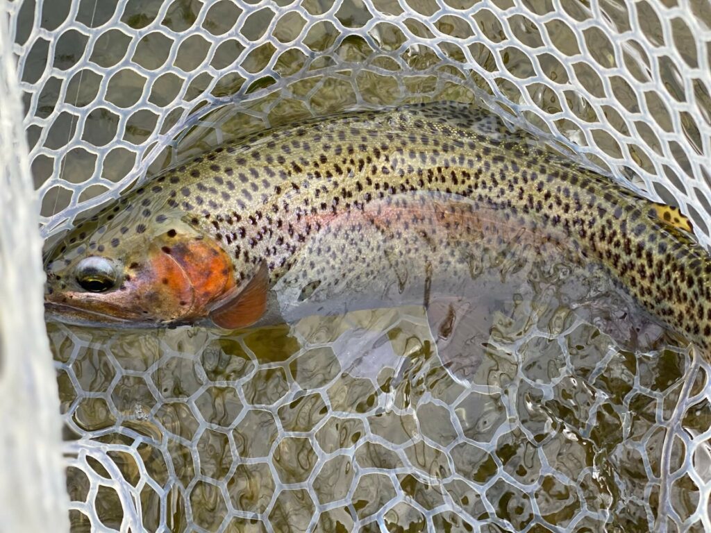 Rainbow Trout