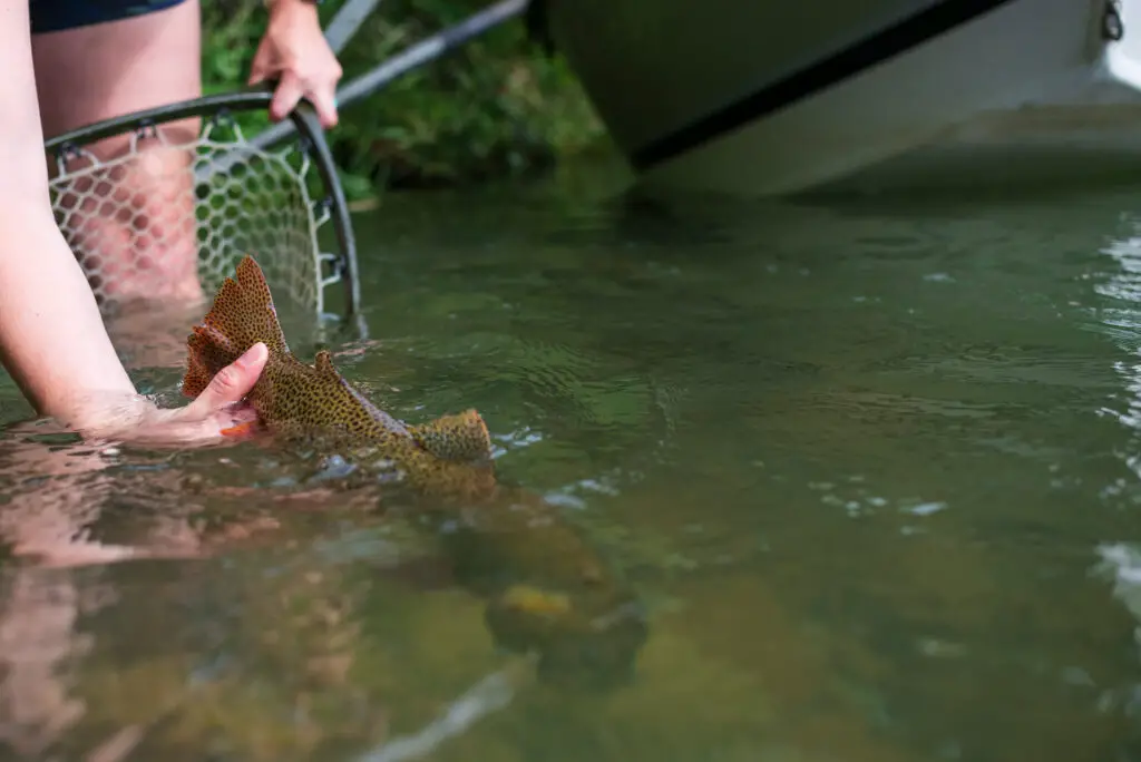 Release of a big rainbow trout