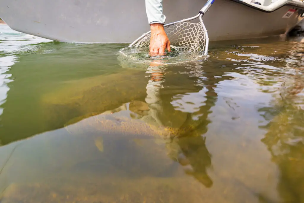 Release of a big trout