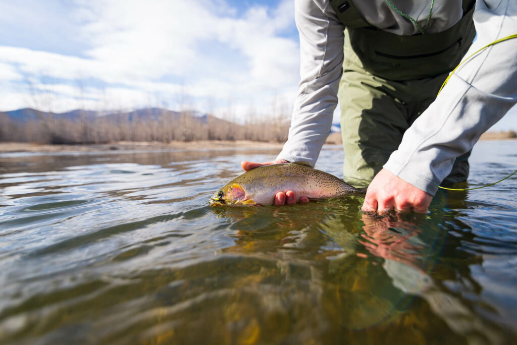 Releasing a cutthroat trout fly fishing Montana. How to find trout in rivers guide. Photo: Shane Rickert