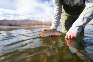 Releasing a cutthroat trout fly fishing Montana