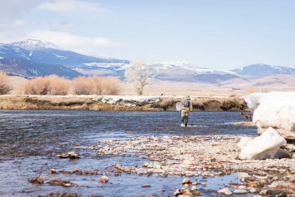 Wading a river fly fishing in Montana